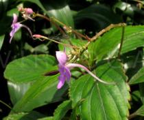 Impatiens kamerunensis - Flower, side view - Click to enlarge!