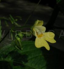Impatiens parviflora - Flower - Click to enlarge!