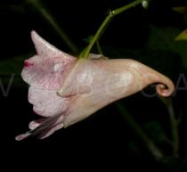 Impatiens rubrostriata - Flower, side view - Click to enlarge!
