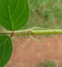 Indigofera hirsuta - Leaf base close-up - Click to enlarge!