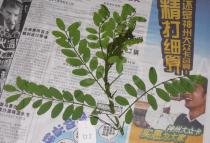 Indigofera nigrescens - Foliage in herbarium - Click to enlarge!