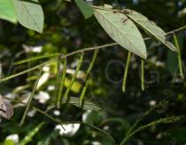 Indigofera suffruticosa - Pods - Click to enlarge!