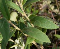 Inula cappa - Foliage - Click to enlarge!