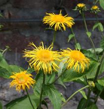 Inula helenium - Flower heads - Click to enlarge!