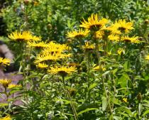 Inula salicina - Flower heads, side view - Click to enlarge!