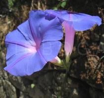 Ipomoea acuminata - Flowers - Click to enlarge!