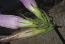 Ipomoea acuminata - Sepals - Click to enlarge!