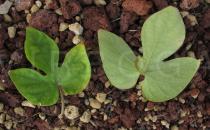 Ipomoea acuminata - Upper and lower surface of leaf - Click to enlarge!