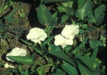 Ipomoea aquatica - Flowers - Click to enlarge!
