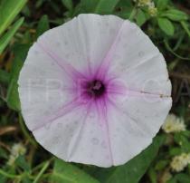 Ipomoea aquatica - Flower - Click to enlarge!