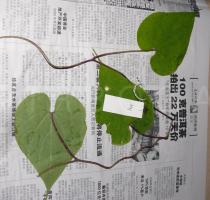 Ipomoea biflora - Foliage in herbarium - Click to enlarge!