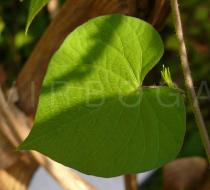 Ipomoea biflora - Upper surface of leaf - Click to enlarge!