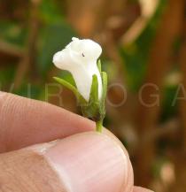 Ipomoea biflora - Flower - Click to enlarge!