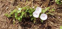 Ipomoea cordofana - Habit (flowering) - Click to enlarge!