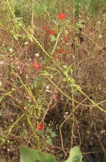 Ipomoea hederifolia - Habit - Click to enlarge!