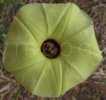 Ipomoea longeramosa - Flower - Click to enlarge!