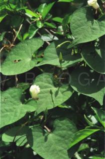 Ipomoea obscura - Foliage - Click to enlarge!