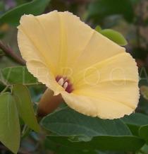 Ipomoea ochracea - Flower - Click to enlarge!