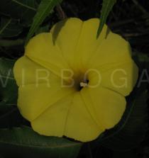 Ipomoea ochracea - Flower - Click to enlarge!