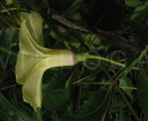 Ipomoea ochracea - Flower, side view - Click to enlarge!