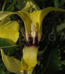 Ipomoea ochracea - Flower, opened - Click to enlarge!