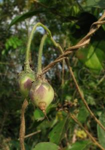 Ipomoea ochracea - Fruits - Click to enlarge!