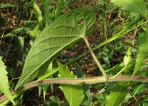 Ipomoea ochracea - Leaf insertion - Click to enlarge!