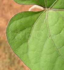 Ipomoea ochracea - Leaf base close-up - Click to enlarge!