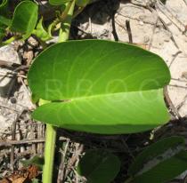 Ipomoea pes-caprae - Leaf - Click to enlarge!