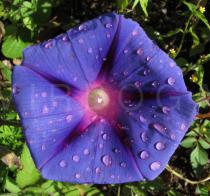 Ipomoea purpurea - Flower - Click to enlarge!
