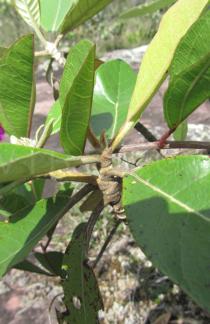 Ipomoea serrana - Leaf insertion - Click to enlarge!