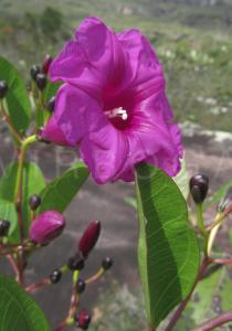 Ipomoea serrana - Flower - Click to enlarge!