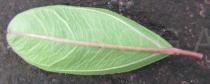 Ipomoea serrana - Lower surface of leaf - Click to enlarge!