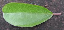Ipomoea serrana - Upper surface of leaf - Click to enlarge!