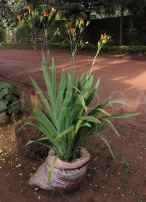 Iris domestica - Habit - Click to enlarge!