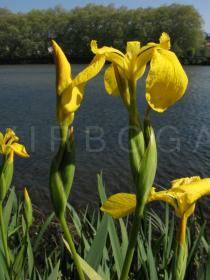Iris pseudacorus - Flower - Click to enlarge!