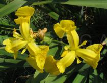 Iris pseudacorus - Flowers - Click to enlarge!