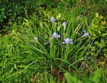 Iris unguicularis - Habit - Click to enlarge!