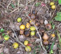 Irvingia gabonensis - Fallen fruit - Click to enlarge!