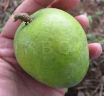 Irvingia gabonensis - Fruit - Click to enlarge!