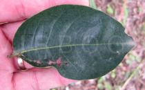Irvingia gabonensis - Upper surface of leaf - Click to enlarge!