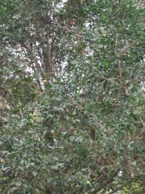 Irvingia gabonensis - Foliage - Click to enlarge!