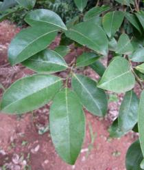 Irvingia gabonensis - Leaves - Click to enlarge!