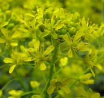 Isatis tinctoria - Flowers - Click to enlarge!