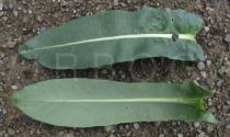 Isatis tinctoria - Upper and lower surface of leaf - Click to enlarge!