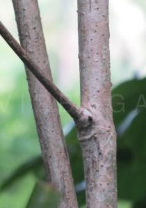 Isertia spiciformis - Bark - Click to enlarge!