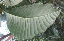 Isertia spiciformis - Lower surface of leaf - Click to enlarge!