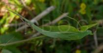 Ixeris polycephala - Leaves - Click to enlarge!