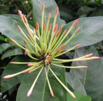 Ixora brachypoda - Inflorescence (flower buds) - Click to enlarge!