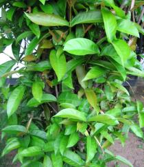 Ixora brachypoda - Foliage - Click to enlarge!